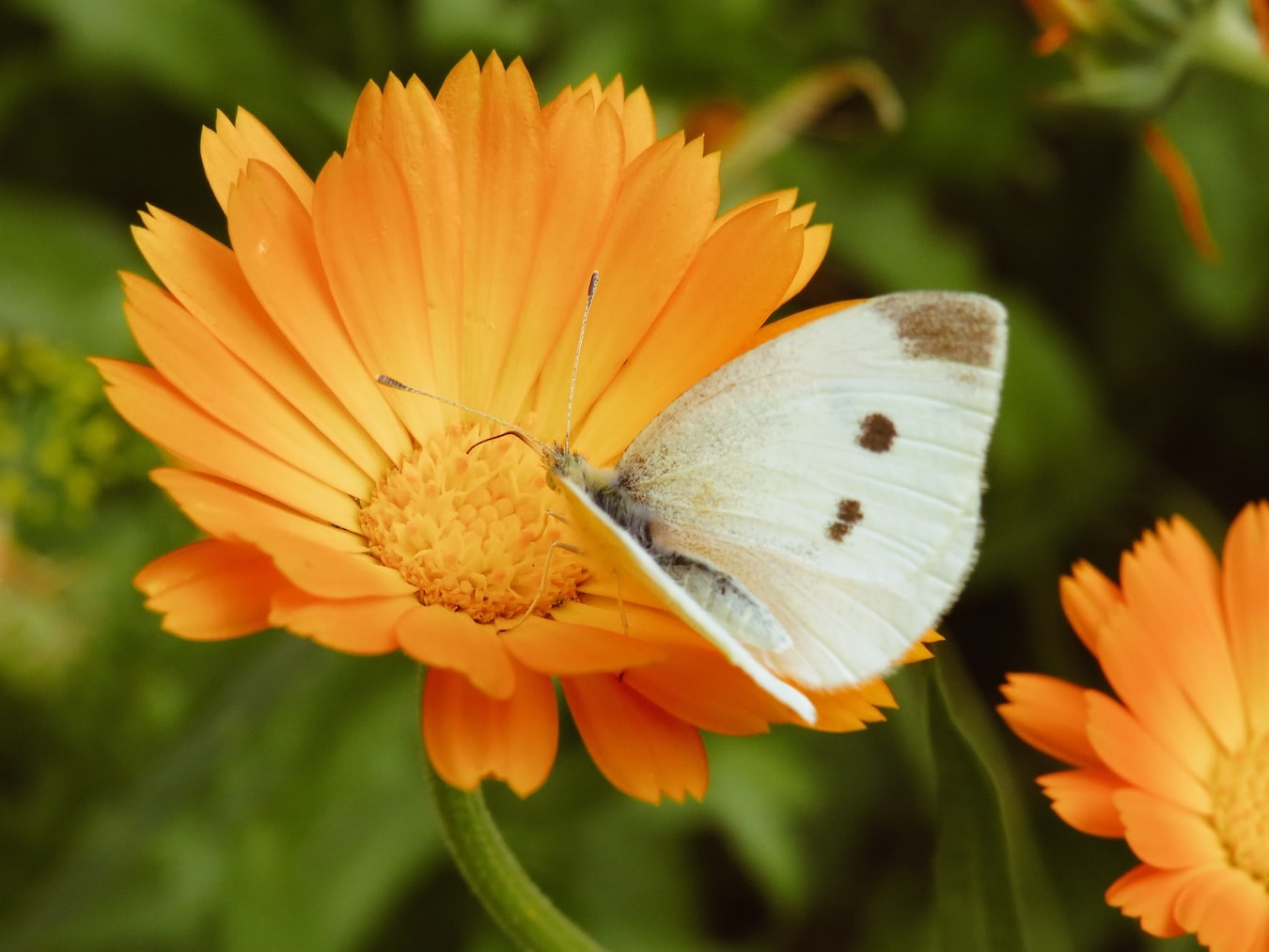Ringelblume mit einem Schmetterling Calendula