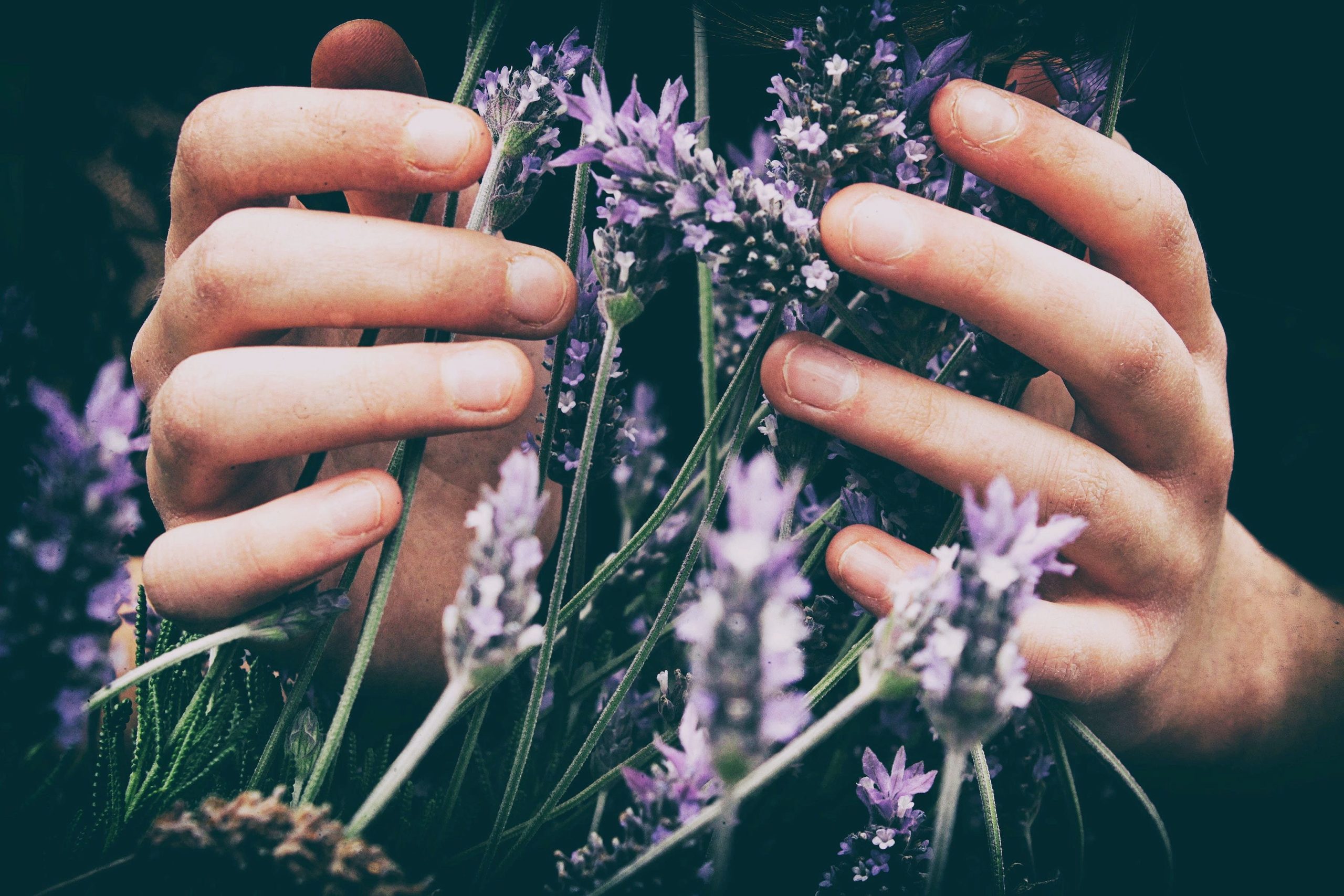 zwei Hände umfassen einige Lavendelpflanzen ätherisches Lavendelöl