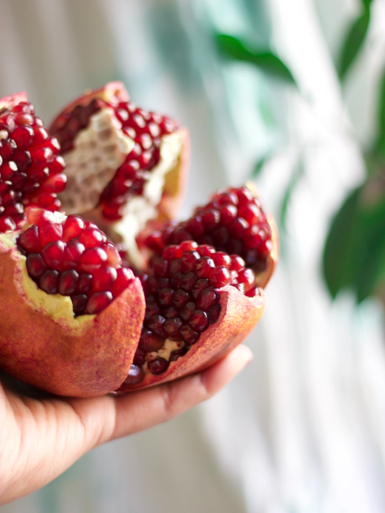 Granatapfel in Stücke geteilt zur Herstellung von Granatapfelkernöl - ätherische Öle für die Haut