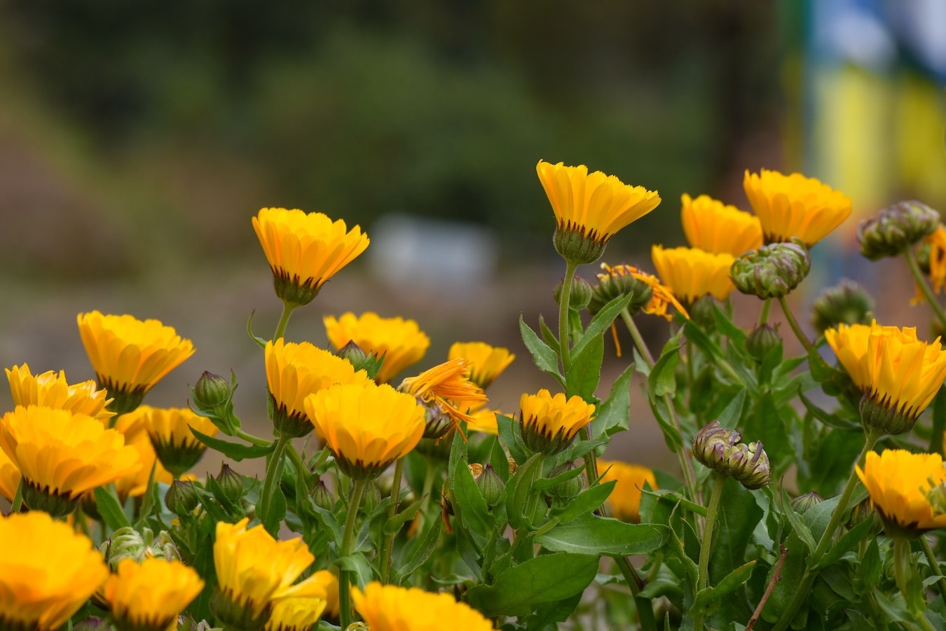 viele Ringelblumen zur Herstellung von Ringelblumenöl