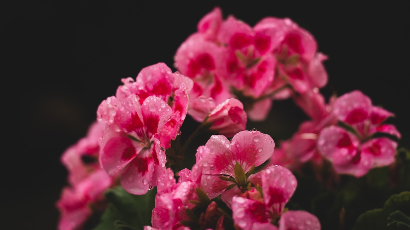 Geranium Blume Storchschnäbel Blume Geranie hautpflegend