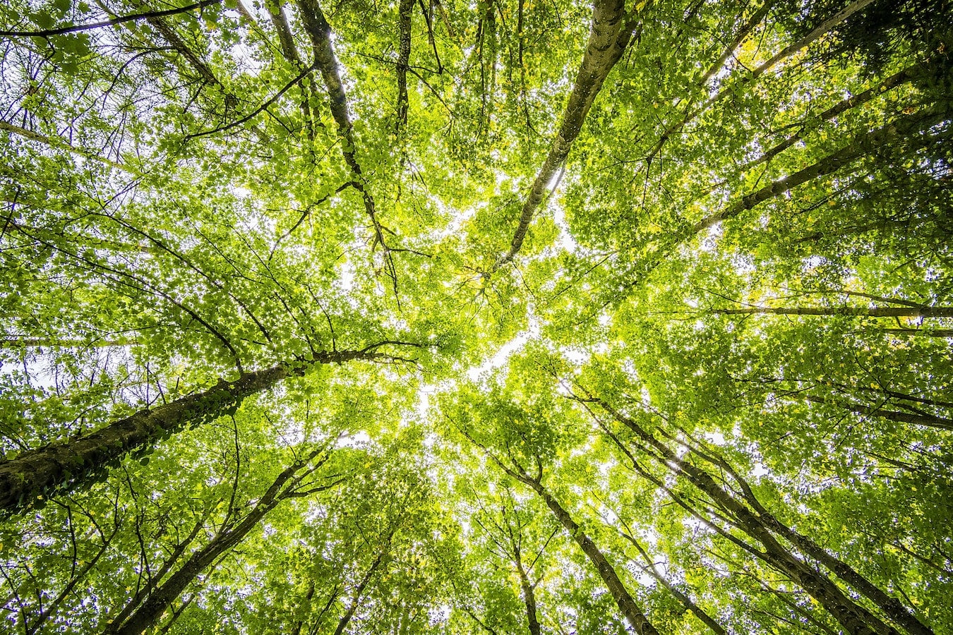 Baumkronen, Wald, Natur entspannt und macht den Kopf frei